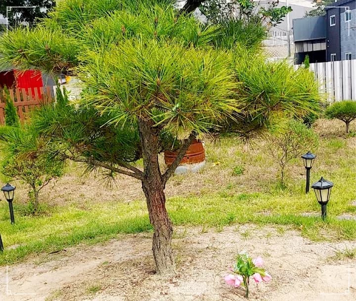 안산 강아지 화장터 자연 추모 공간