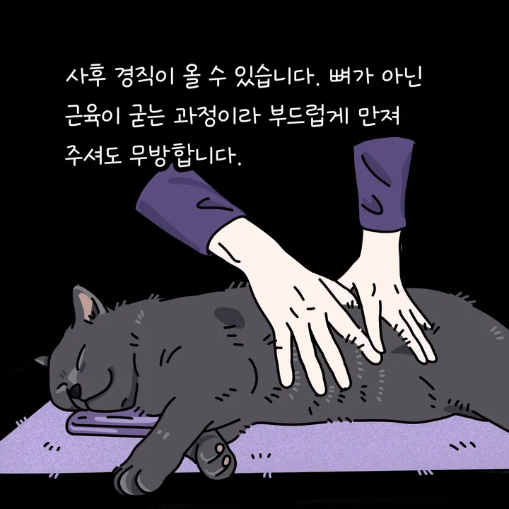 고양이 사후 기초수습 뒤 장례 전 정보를 정리하는 모습