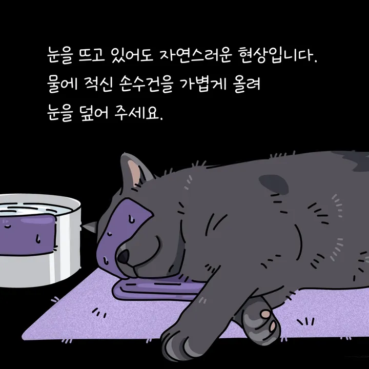 고양이 사후 기초수습 중 편안히 눕히는 장면