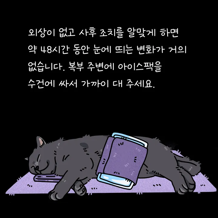 고양이 사후 기초수습 후 보호자가 조용히 곁에 있는 모습