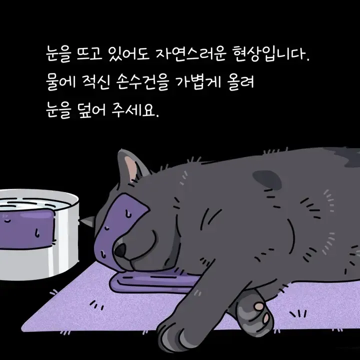 고양이 죽으면 눈 감기기 방법
