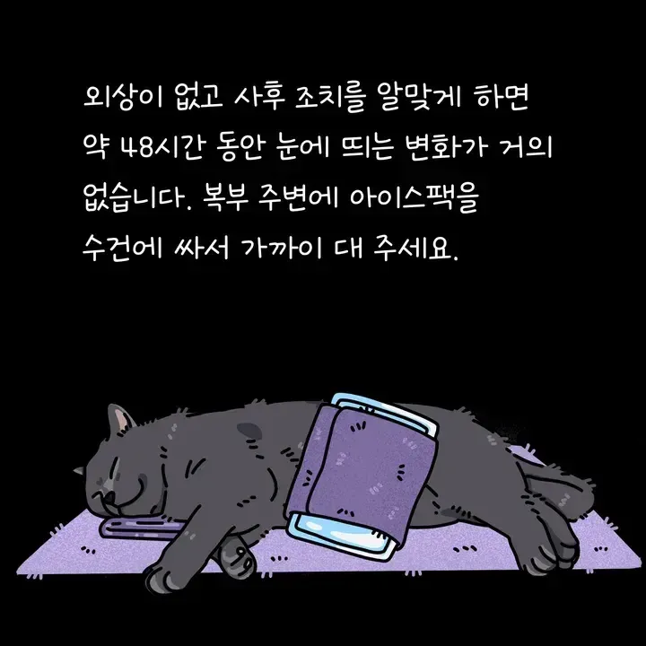 고양이 사후 안치 애도 시간