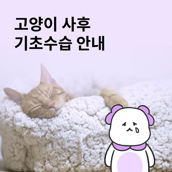 고양이 사후 기초수습 안내 이미지