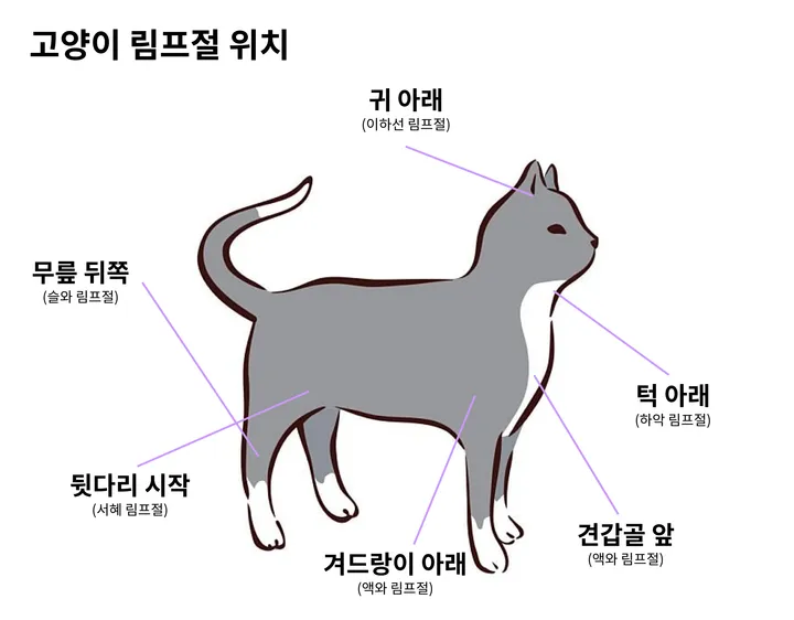 고양이 림프절 설명 이미지