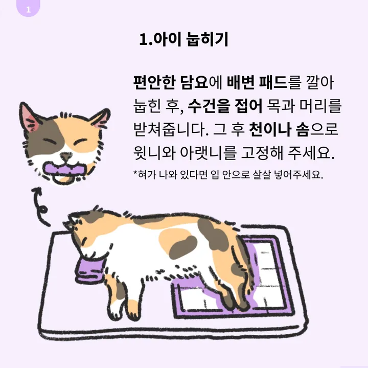 고양이 사후 수습 대처 방안 이미지