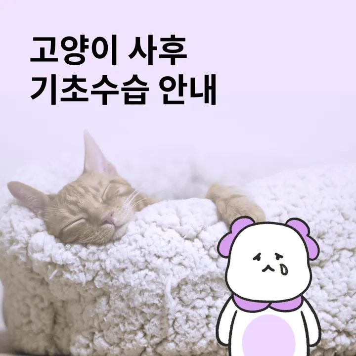 고양이 발작 사망 후 사후수습 순서를 확인하는 안내 이미지