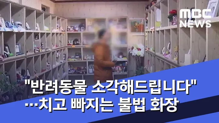 무허가 반려동물 장례식장 뉴스