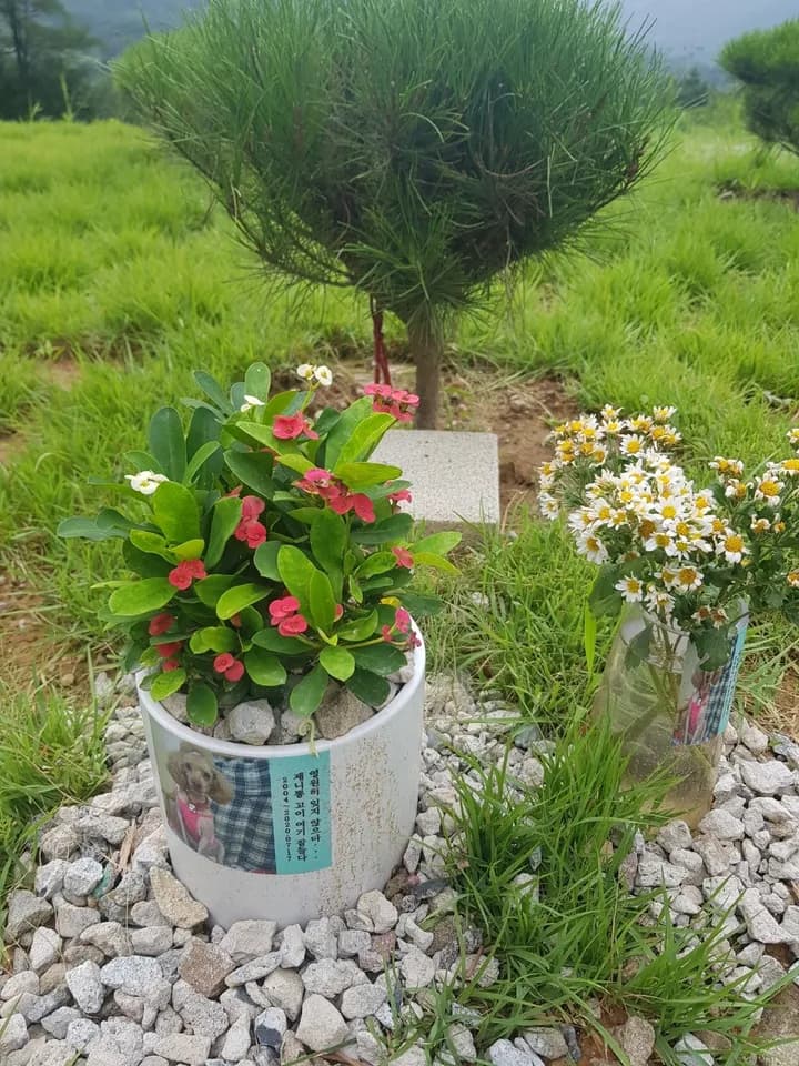 칠곡 스윗드림펫 시설 전경