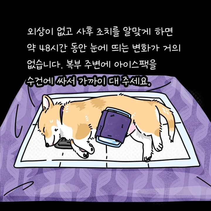 강아지 사후 수습 후 아이스팩을 배 쪽에 두는 모습