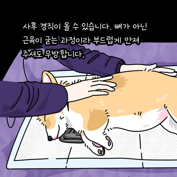 강아지 사후 경직을 차분히 확인하는 모습