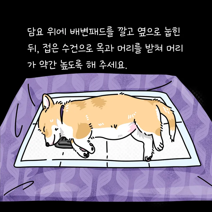 강아지 사후 기초수습을 위해 편안히 눕히는 모습