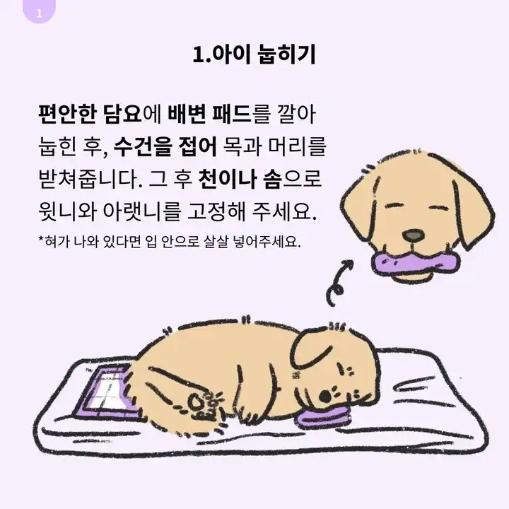 강아지 사후 수습 이미지