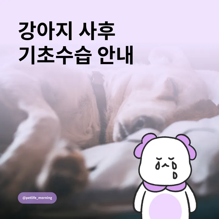 반려동물 사후 대처 방법 이미지