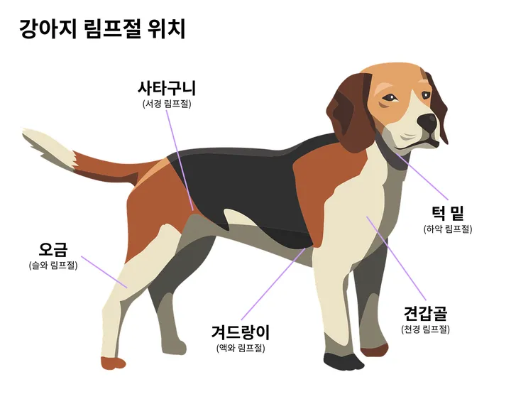 강아지 림프종 말기 림프절 위치 확인 그림