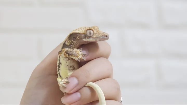 손 위에 올라간 도마뱀