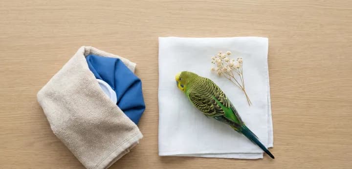 앵무새 죽었을 때 사후 수습 방법