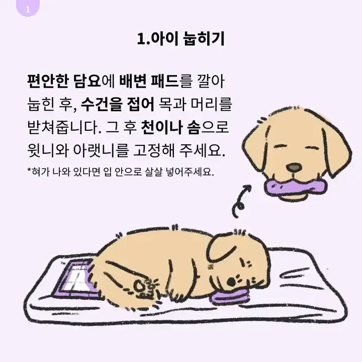 반려견 죽었을 때 첫 수습 방법