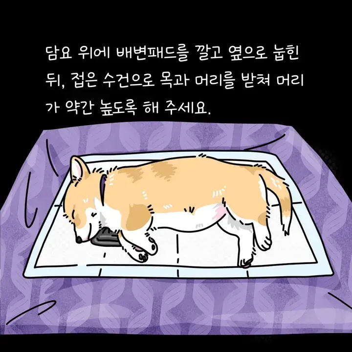 반려동물 장례 사후처치