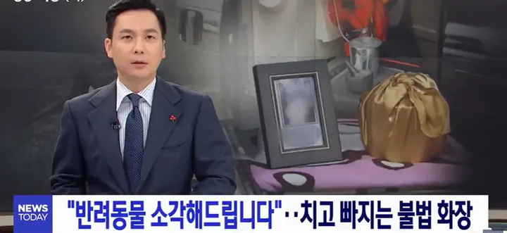 불법 울산 강아지 화장 실태