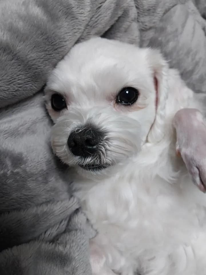 소망이 보호자님의 후기 사진
