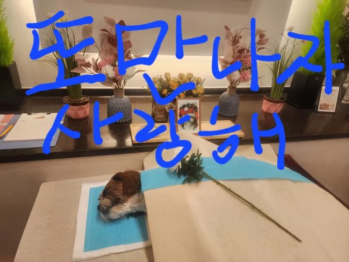장군이 보호자님의 후기 사진