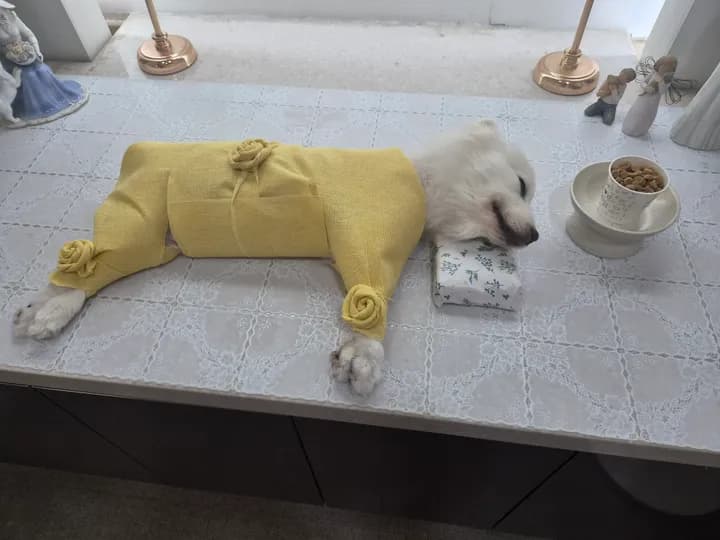 두부 보호자님의 후기 사진