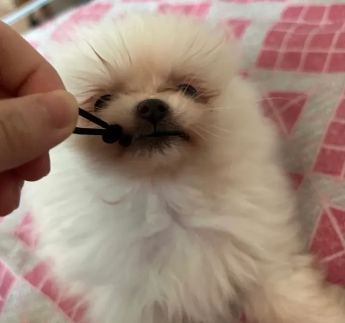 토리 보호자님의 후기 사진