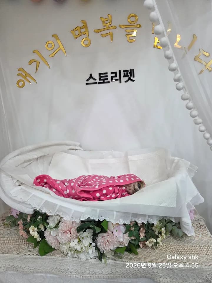 행운이 보호자님의 후기 사진
