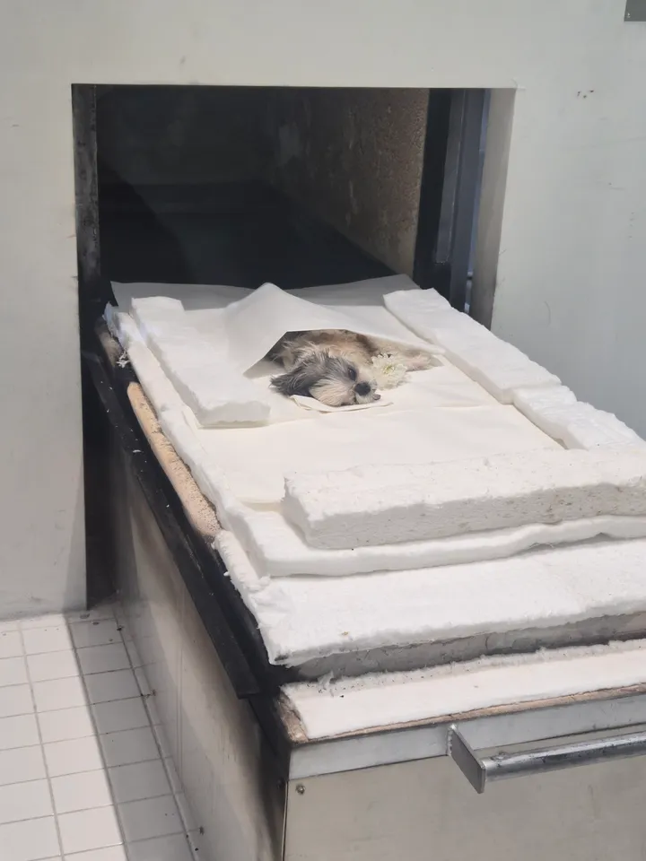 쨈 보호자님의 후기 사진