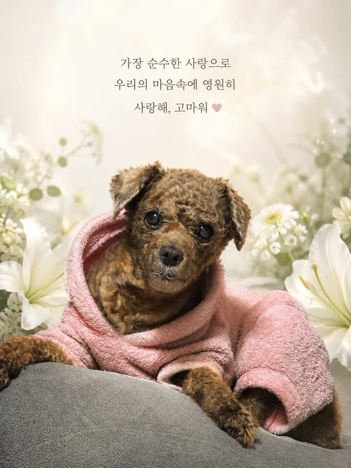 아롱이 보호자님의 후기 사진